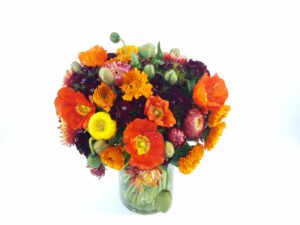 short glass vase filled with seasonal orange burgundy and yellow flowers including poppies strawflower gypsy and calendula