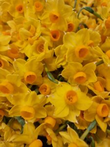 Jonquils