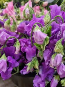 Purple Sweet Peas