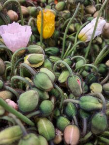 Poppy Flowers