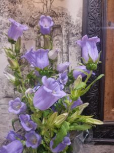Canterbury Bells bunch