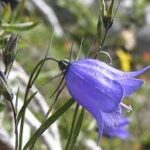 Scotland, “Harebell”