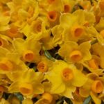 Yellow Jonquils