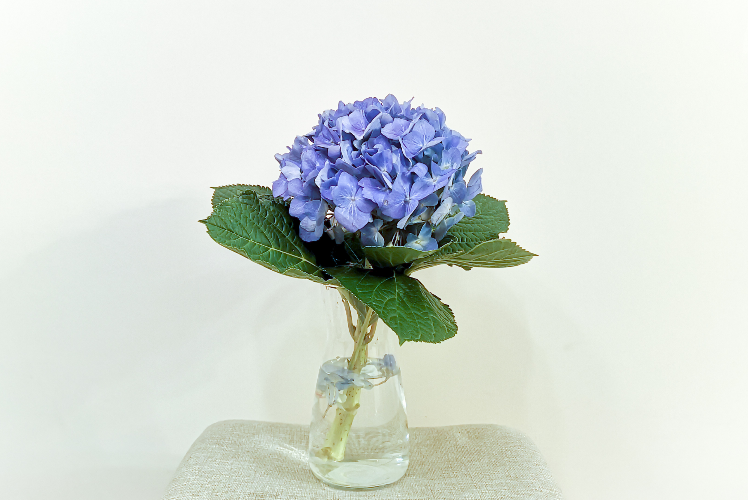 Hydrangea in a clear glass vase